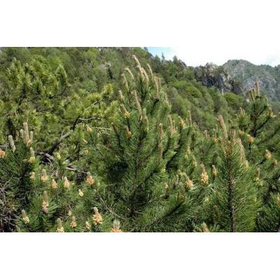 Pinus mugo Turra subsp. mugo 