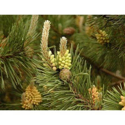 Pinus mugo Turra subsp. mugo 
