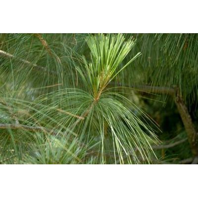 Pinus wallichiana A. B. Jacks. 