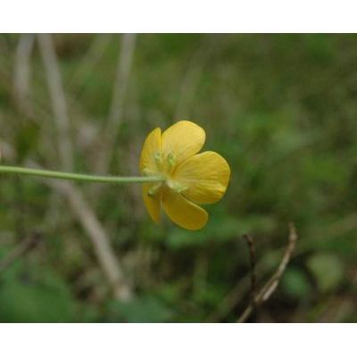 Ranunculus lanuginosus L. 