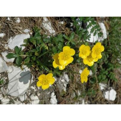 Ranunculus montanus Willd. 