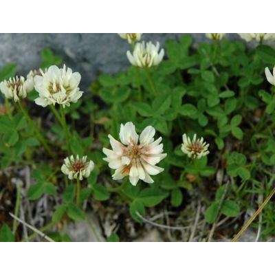 Trifolium pallescens Schreb. 