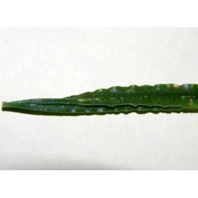 Asparagus falcatus L. 