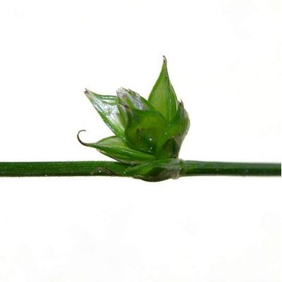 Carex divulsa Stokes 