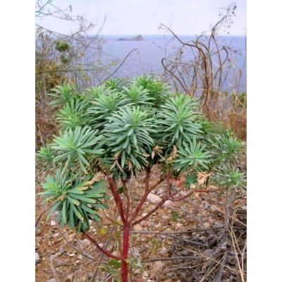 Euphorbia characias L. 