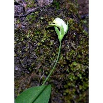 Lathyrus aphaca L. subsp. aphaca 