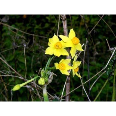Narcissus tazetta subsp. aureus (Jord. & Fourr.) Baker 