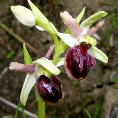 Ophrys sphegodes Mill. 
