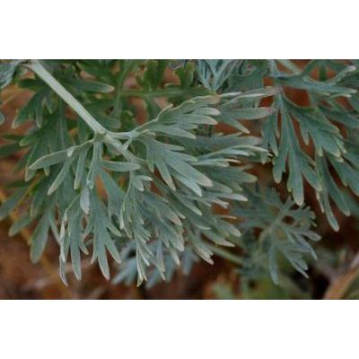 Artemisia absinthium L. 