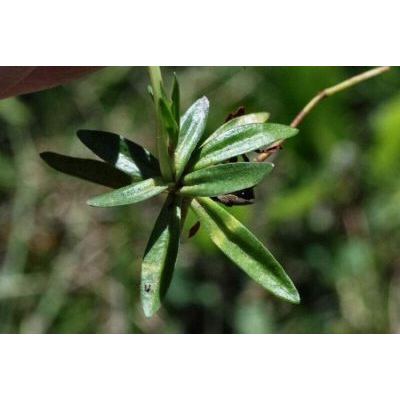 Gentiana verna subsp. tergestina (Beck) Hayek 