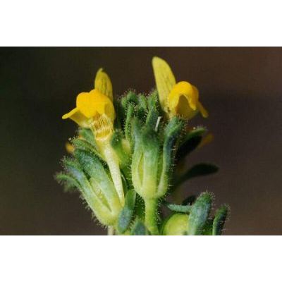 Linaria simplex (Willd.) DC. 