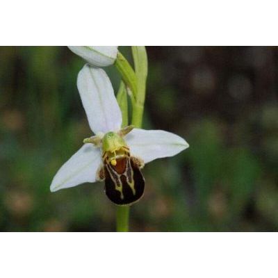 Ophrys apifera Huds. 