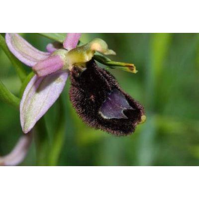 Ophrys bertolonii Moretti 