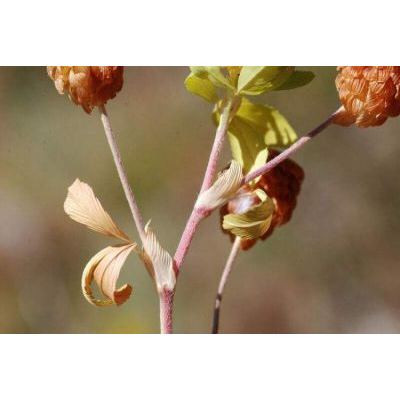 Trifolium aureum Pollich subsp. aureum 