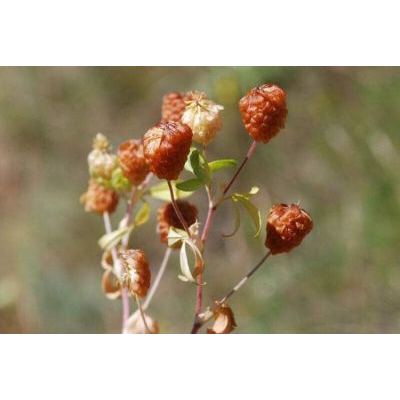 Trifolium aureum Pollich subsp. aureum 