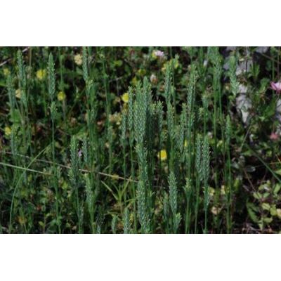 Crucianella angustifolia L. 