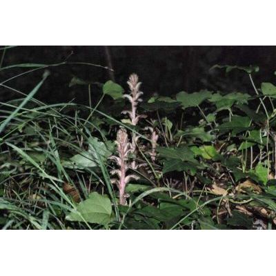 Orobanche hederae Duby 