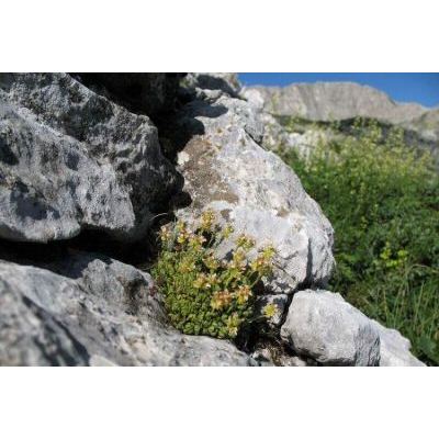 Saxifraga exarata subsp. ampullacea (Ten.) D. A. Webb 