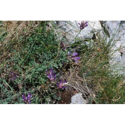 Astragalus vesicarius L. subsp. vesicarius 