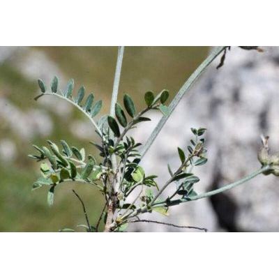 Astragalus vesicarius L. subsp. vesicarius 