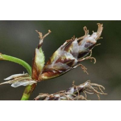 Carex macrolepis DC. 