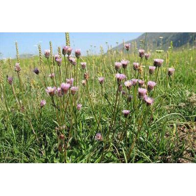 Erigeron alpinus L. subsp. alpinus 