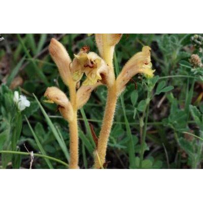 Orobanche teucrii Holandre 