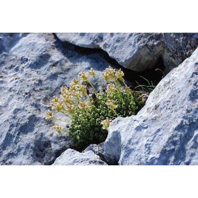 Saxifraga exarata subsp. ampullacea (Ten.) D. A. Webb 