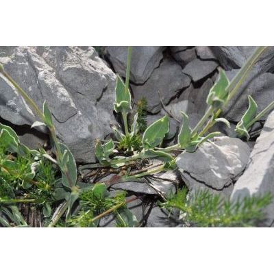 Silene vulgaris subsp. prostrata (Gaudin) Schinz & Thell. 
