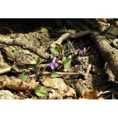 Viola alba Besser subsp. dehnhardtii (Ten.) W. Becker 
