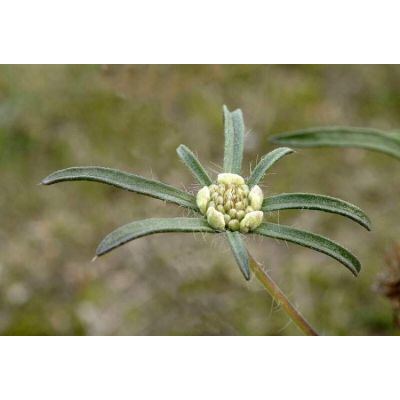 Lomelosia argentea (L.) Greuter & Burdet 