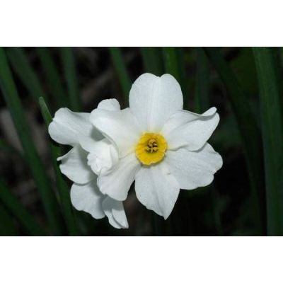 Narcissus medioluteus Mill. 