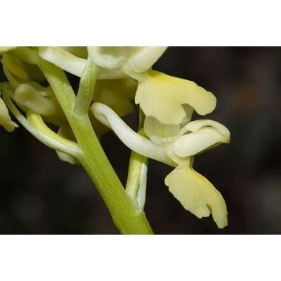 Orchis pallens L. 