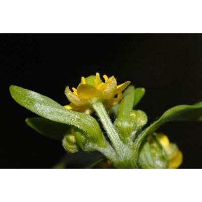 Ranunculus sceleratus L. 