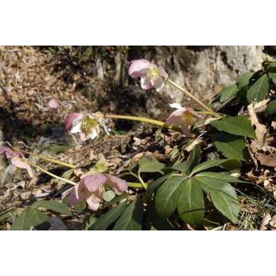 Helleborus niger L. subsp. niger 