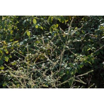 Lepidium graminifolium L. subsp. graminifolium 