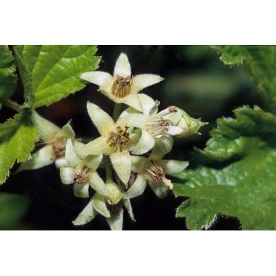 Rubus saxatilis L. 