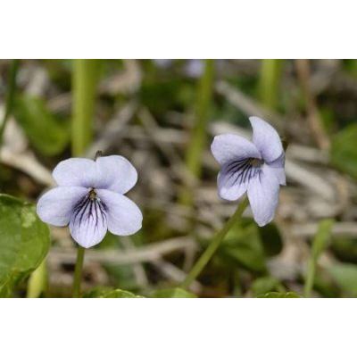 Viola palustris L. 