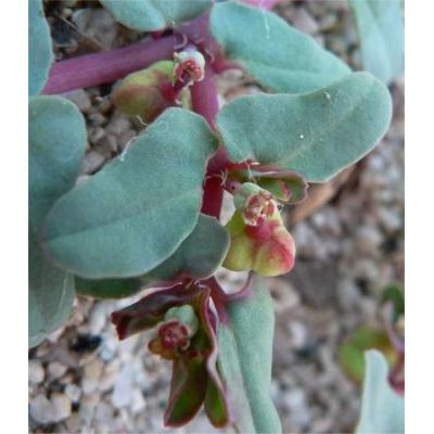 Euphorbia peplis L. 