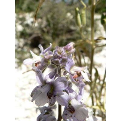 Delphinium pictum Willd. subsp. requienii (DC.) Arcang. 