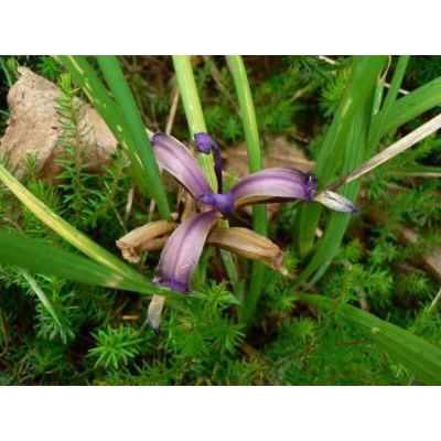 Iris graminea L. 