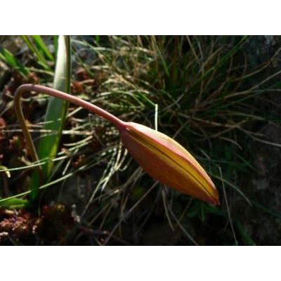 Tulipa sylvestris subsp. australis (Link) Pamp. 