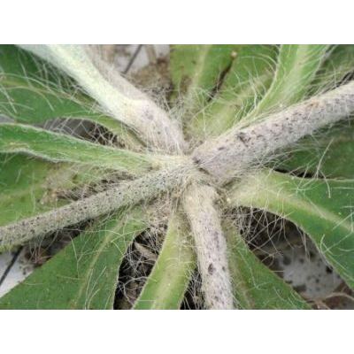Hieracium pilosella L. 
