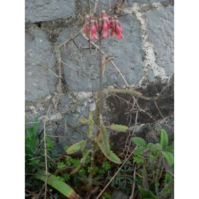 Bryophyllum daigremontianum (Raym.-Hamet & Perr.) A. Berger 