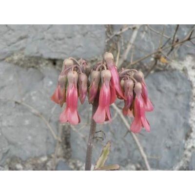 Bryophyllum daigremontianum (Raym.-Hamet & Perr.) A. Berger 
