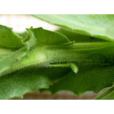Lepidium campestre (L.) W. T. Aiton 