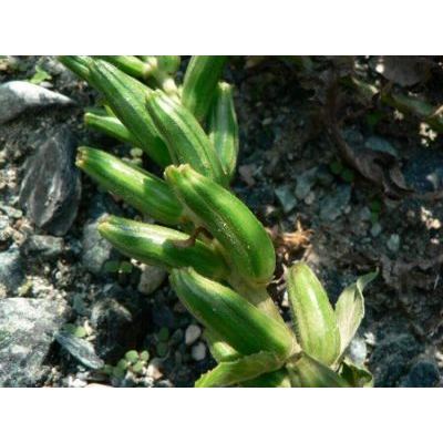 Oenothera stucchii Soldano 