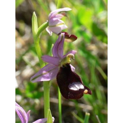 Ophrys bertolonii Moretti subsp. benacensis (Reisigl) P.Delforge 