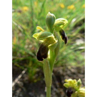 Ophrys fusca Link 