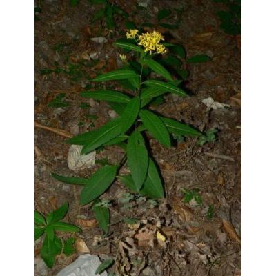 Senecio ovatus subsp. alpestris (Gaudin) Herborg 